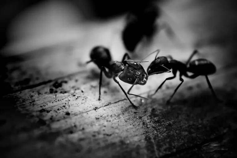 Co zrobić gdy dotychczasowe metody zwalczania mrówek, nie przyniosły żadnego efektu?