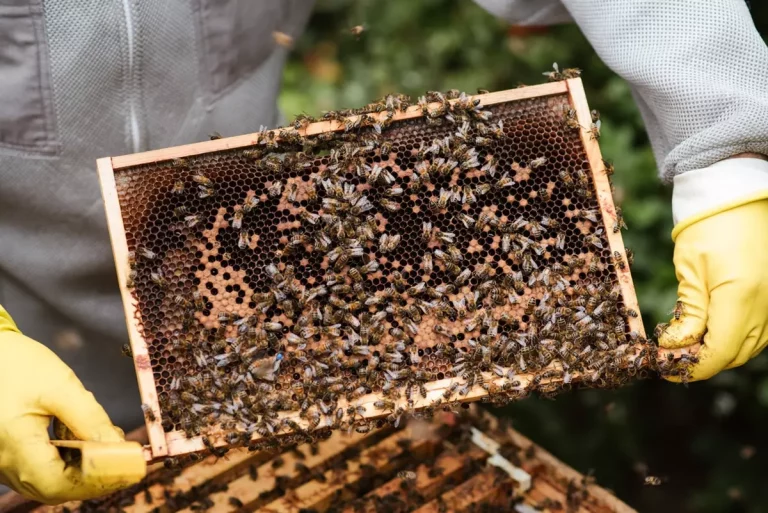 Mistrzowskie pszczelarstwo: jak pozyskać miód z własnej pasieki bez uszczerbku na jakości?